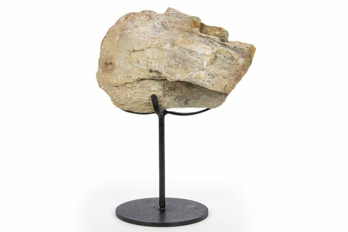 Fossil Sauropod Vertebra Section w/ Metal Stand - Colorado #304855